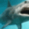 Angry_Megalodon