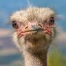 Angry_Ostrich